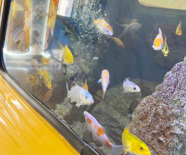 Ресепшн машина аквариум Таукель Домбай